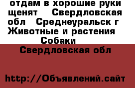 отдам в хорошие руки щенят  - Свердловская обл., Среднеуральск г. Животные и растения » Собаки   . Свердловская обл.